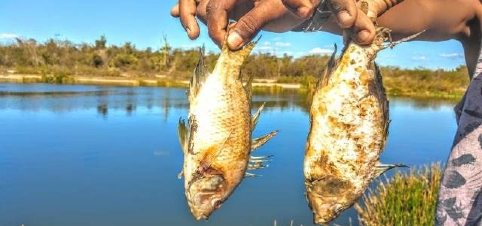 Feira de Santana: moradores denunciam mortandade anormal de peixes após chuva