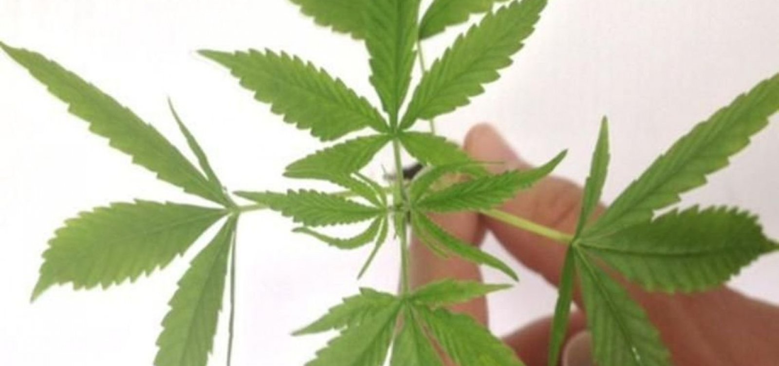 Anvisa libera registro e venda de medicamentos à base de maconha em farmácias