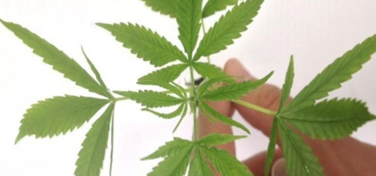 Substância da Cannabis tem proposta semelhante à de um medicamento, diz Anvisa