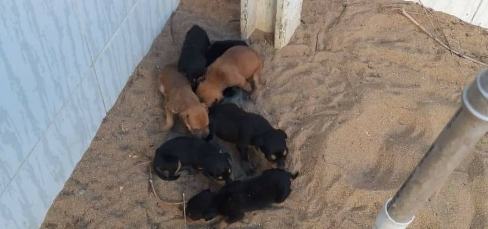 PMs resgatam dez cachorros mantidos sem água e comida suficientes em casa abandonada