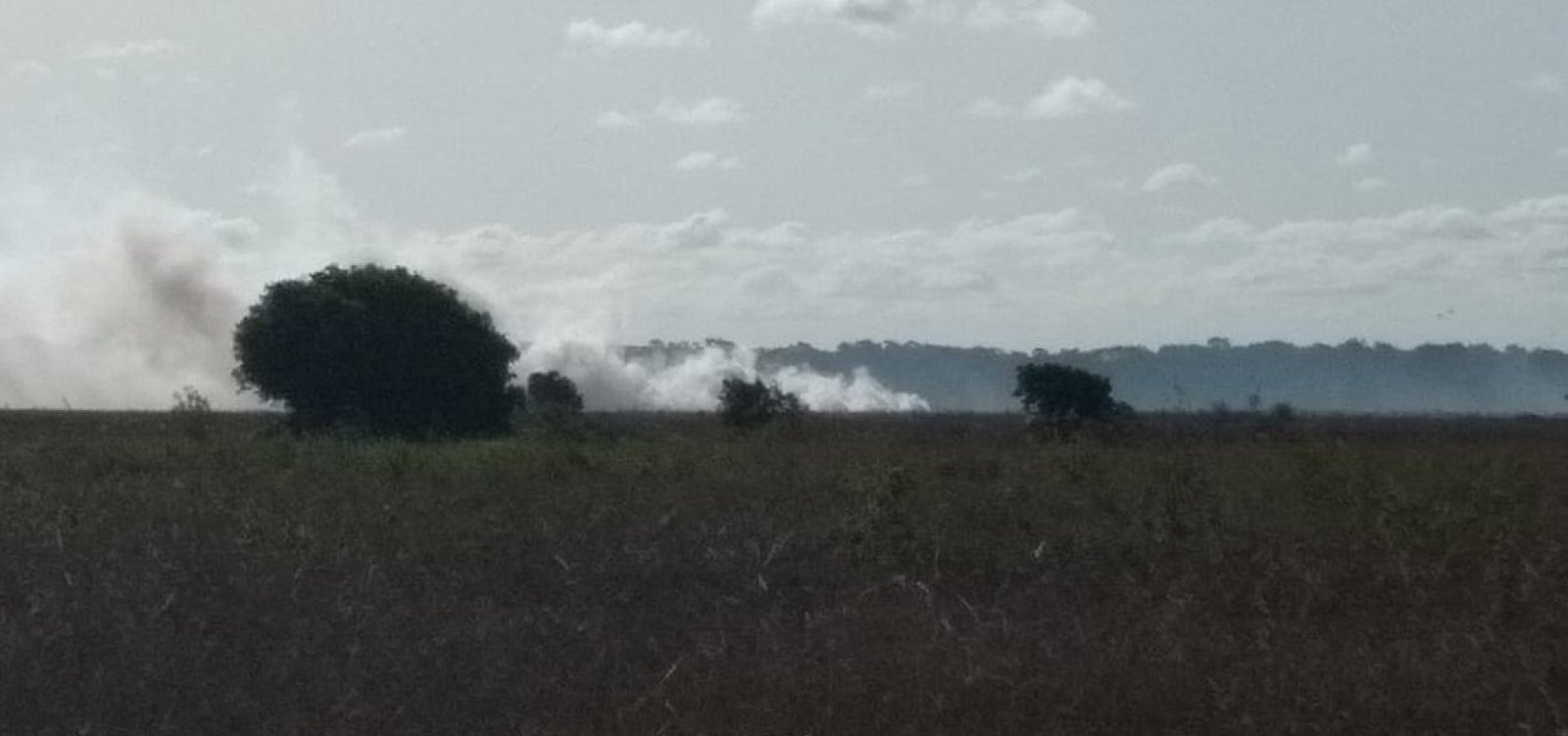 Incêndio atinge reserva ambiental no sul da Bahia