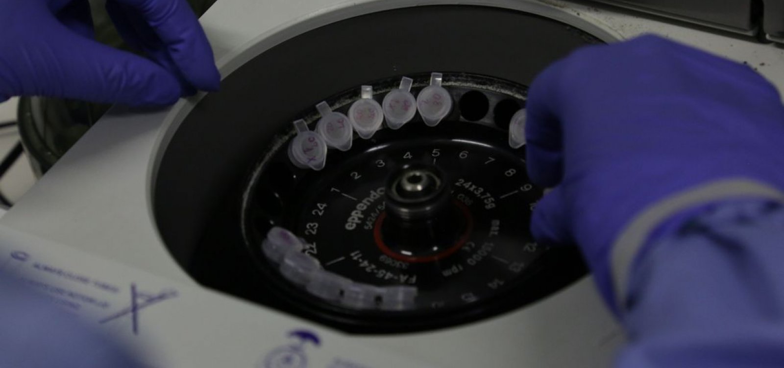 Cientistas britânicos começam a testar vacina para o coronavírus em ratos
