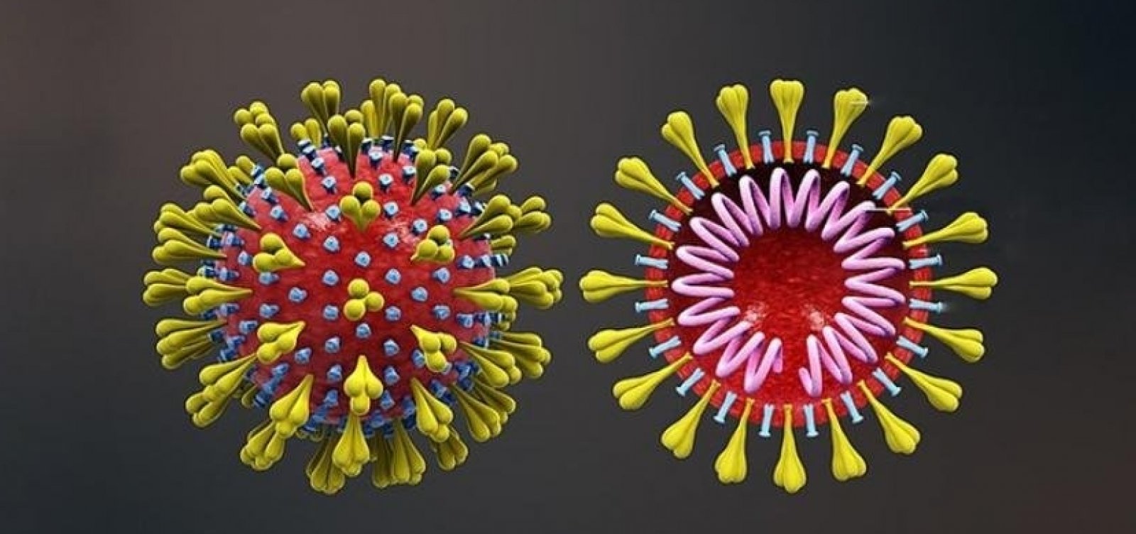 Sequenciamento identifica diferentes genomas nos dois casos brasileiros de coronavírus