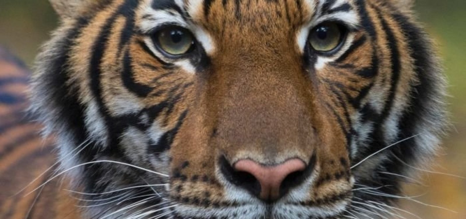 Tigre testa positivo para coronavírus em zoológico de Nova York