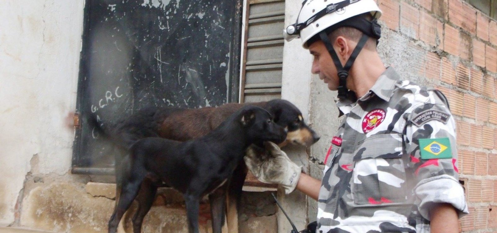 HPET e Bombeiros Voluntários lançam campanha para arrecadar alimentos para animais de rua