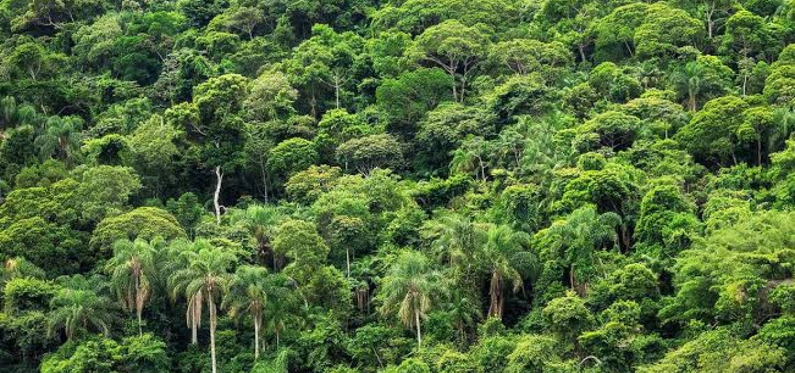 Brasil foi responsável por um terço da perda de florestas virgens no mundo em 2019, diz relatório