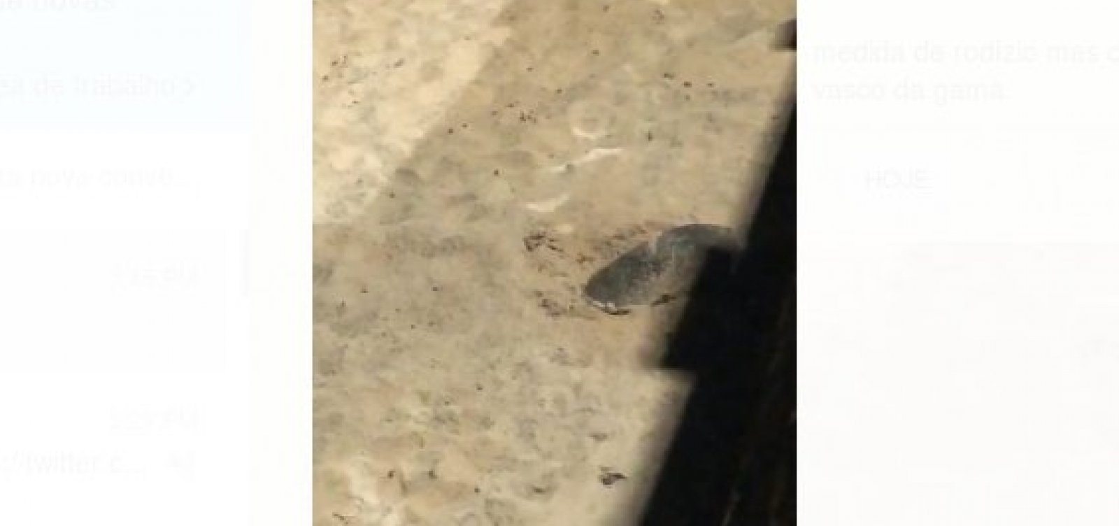 Tartaruga desova na areia da Barra; veja vídeo