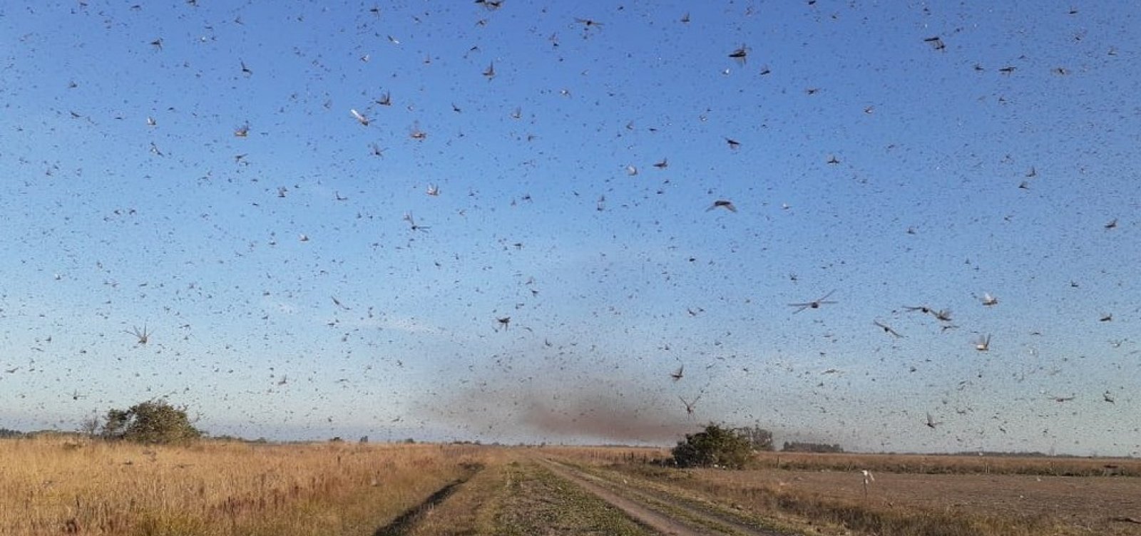 Após chegar na Argentina, nuvem de gafanhotos se aproxima do Brasil