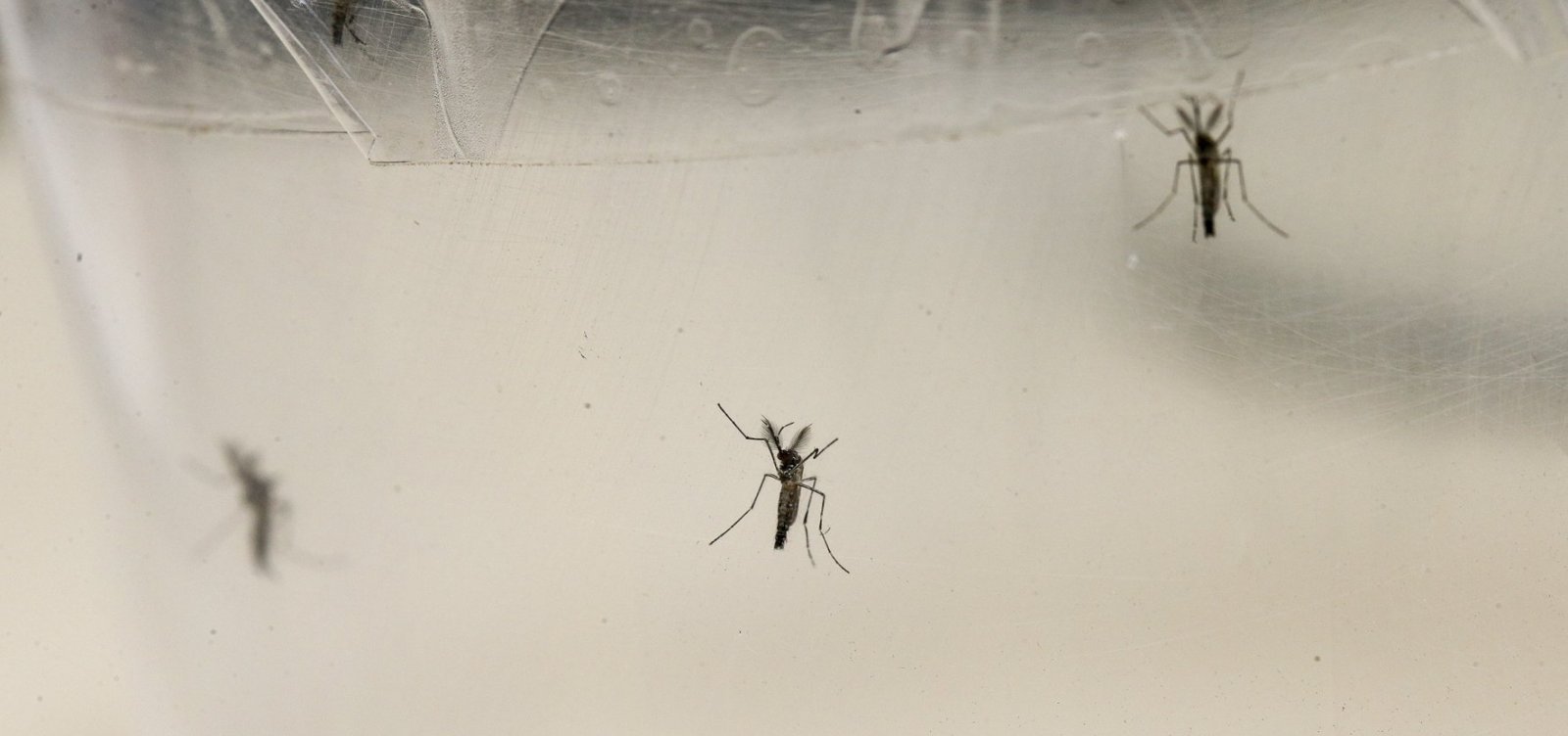 Nova linhagem do zika está em circulação no Brasil, diz estudo da Fiocruz