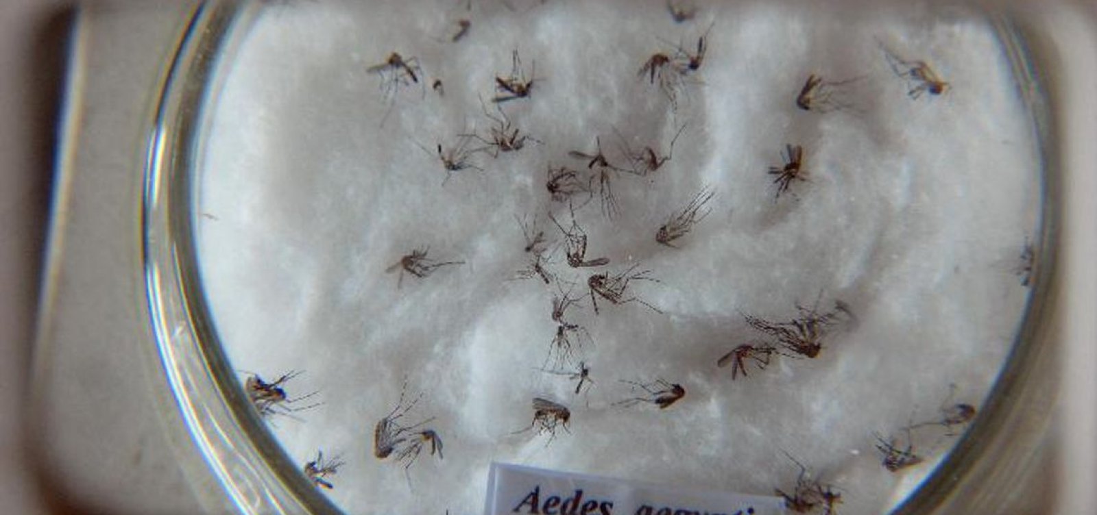 Casos notificados de zika vírus crescem em 277% em Salvador