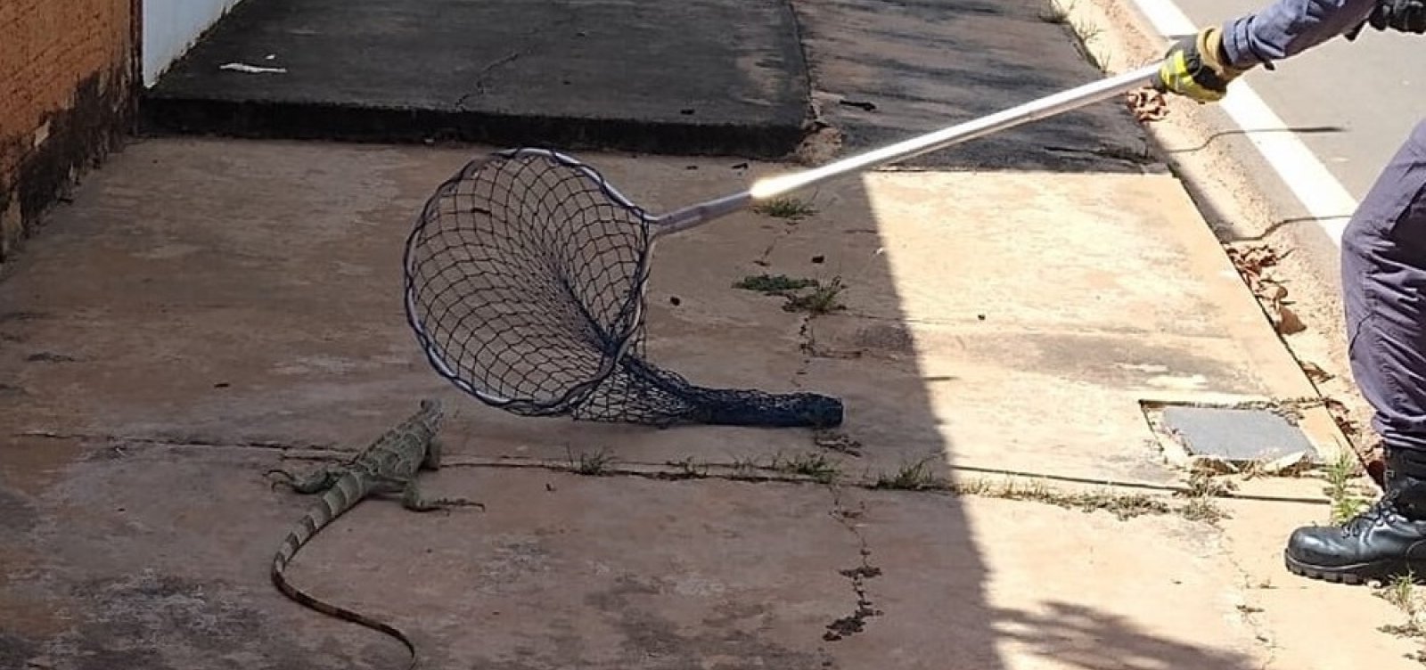 Iguana é resgatada por bombeiros em rua da cidade de Barreiras
