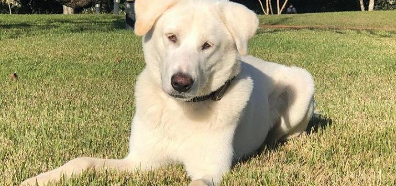 Cachorro adotado por família Bolsonaro tinha dono e será devolvido