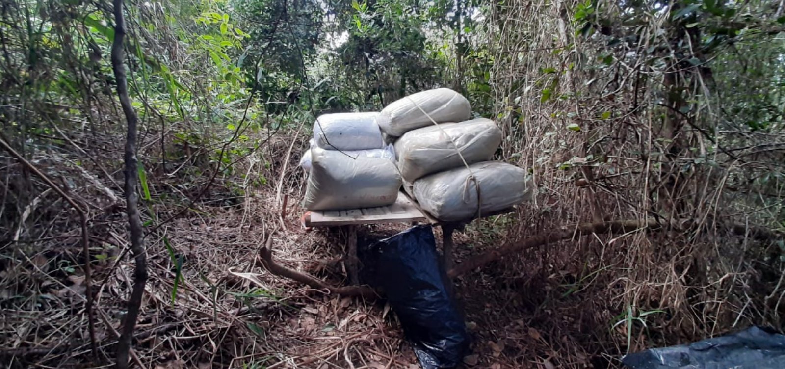 Meia tonelada de maconha é encontrada em cidade do Recôncavo