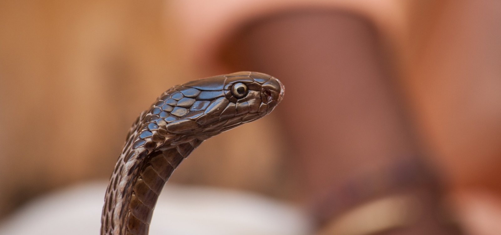 Ufba já devolveu à natureza 50 serpentes desde início do isolamento social