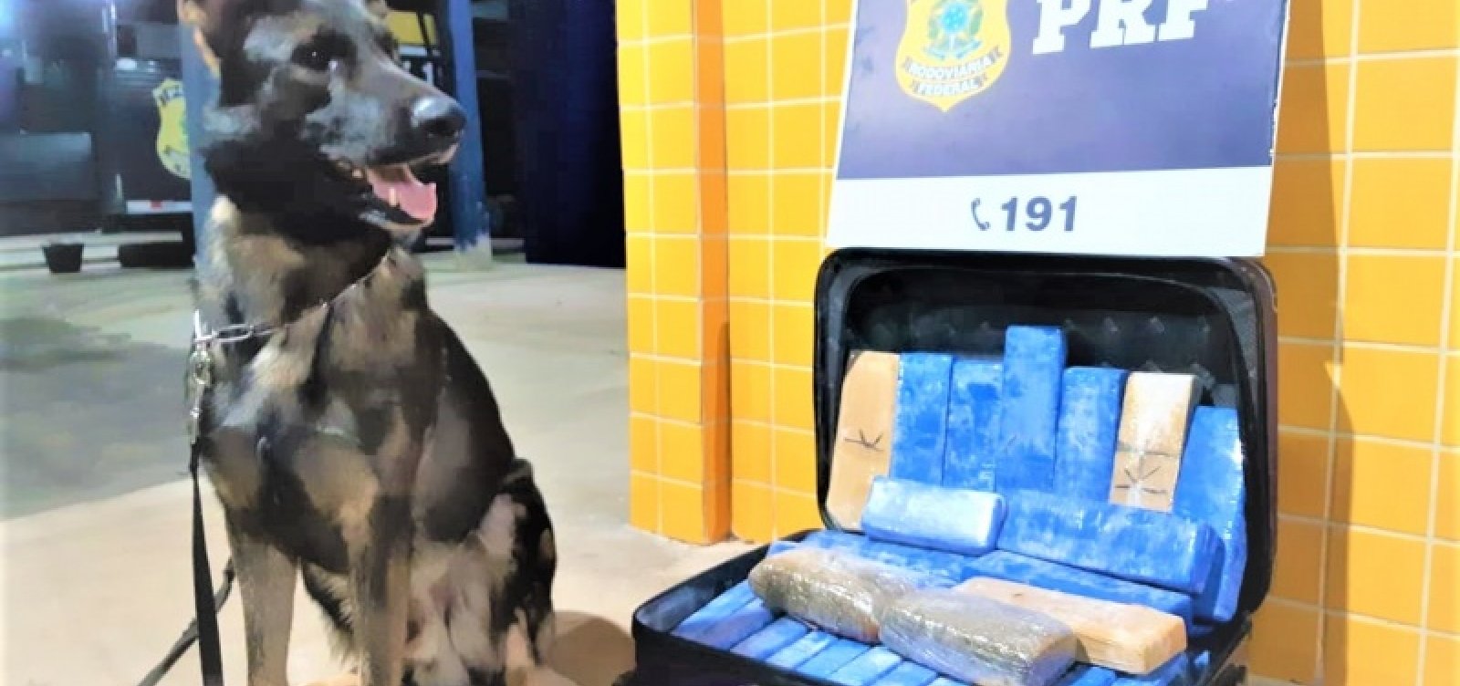 Cães da PRF encontram 22 kg de maconha em bagagens de passageiros na BR-242