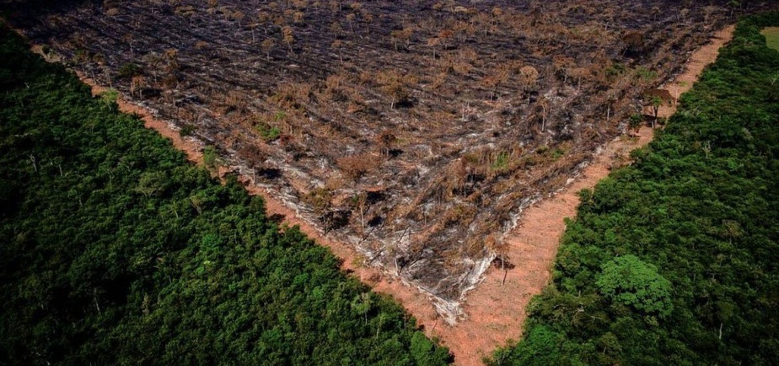 Desmatamento em unidades de conservação na Amazônia aumenta 40% em um ano