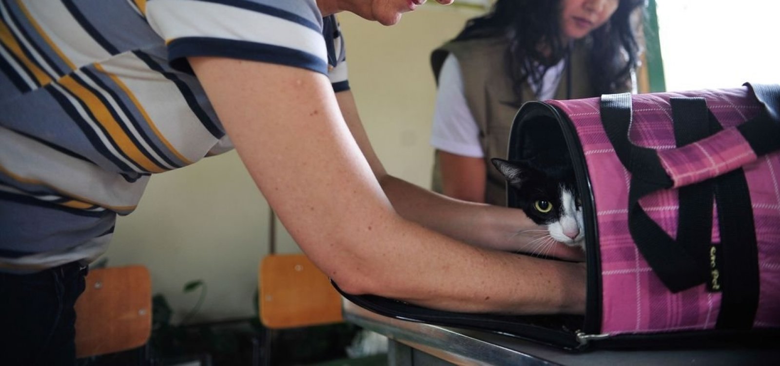 Senado aprova aumento de pena para agressores de cães e gatos