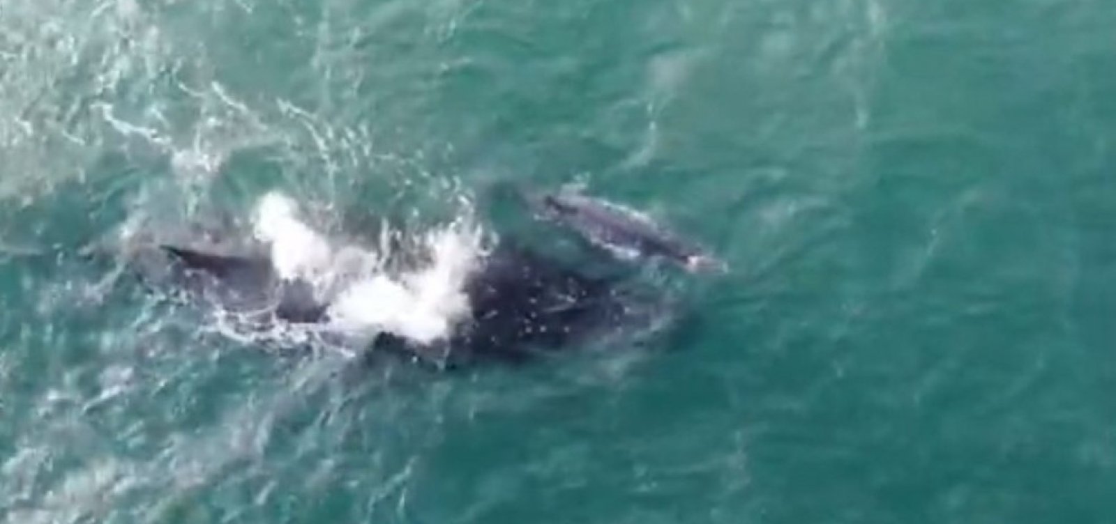 Baleia jubarte e filhote são vistos em mar de Barra Grande