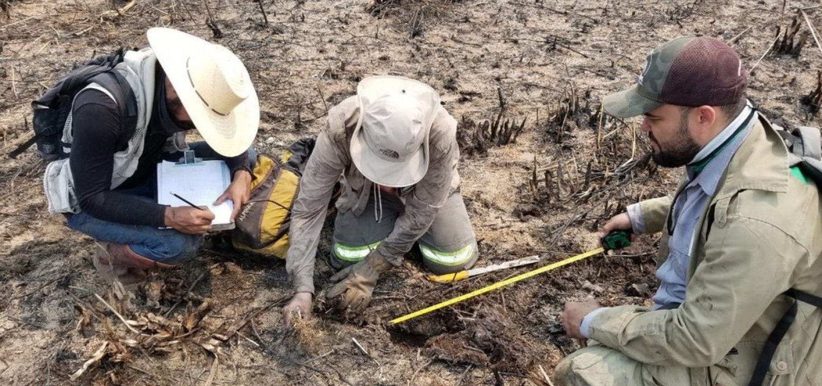 Pantanal: Força-tarefa investiga número de animais mortos após queimadas