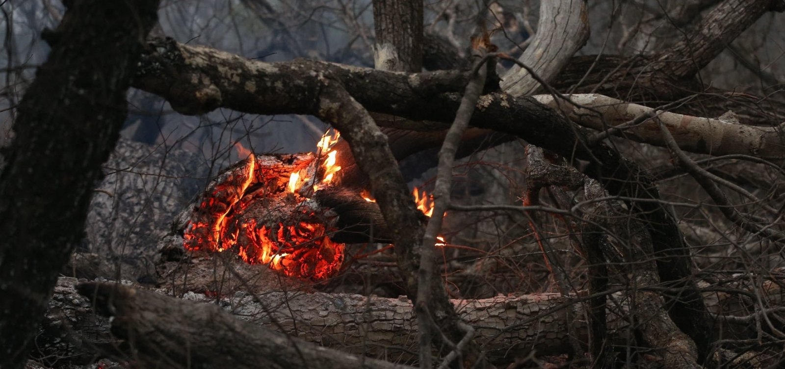 Mato Grosso pede Força Nacional no combate às queimadas no Pantanal