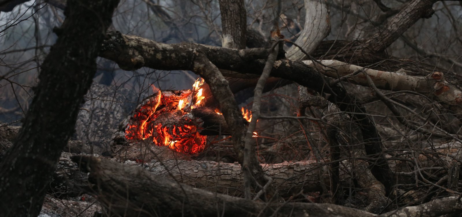 Monitoramento da UFRJ aponta que chamas destruíram 23% do Pantanal de janeiro a setembro