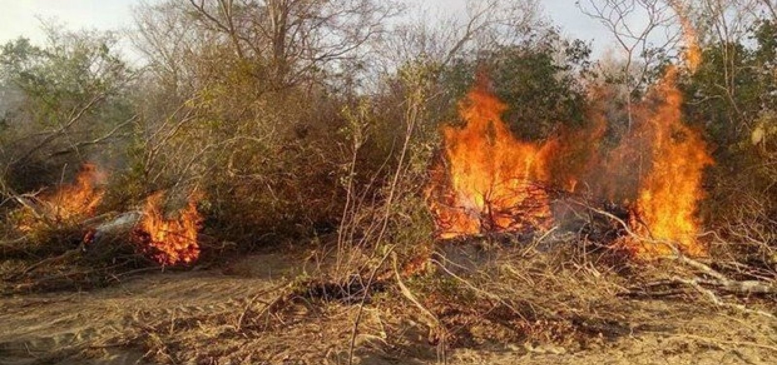 Incêndio em Barra completa 15 dias e fogo chega nos limites de Morpará e Xique-Xique
