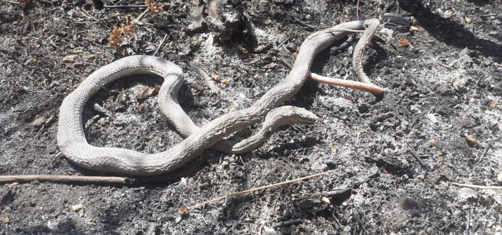 Bombeiros combatem incêndio em Barra pelo 19º dia consecutivo