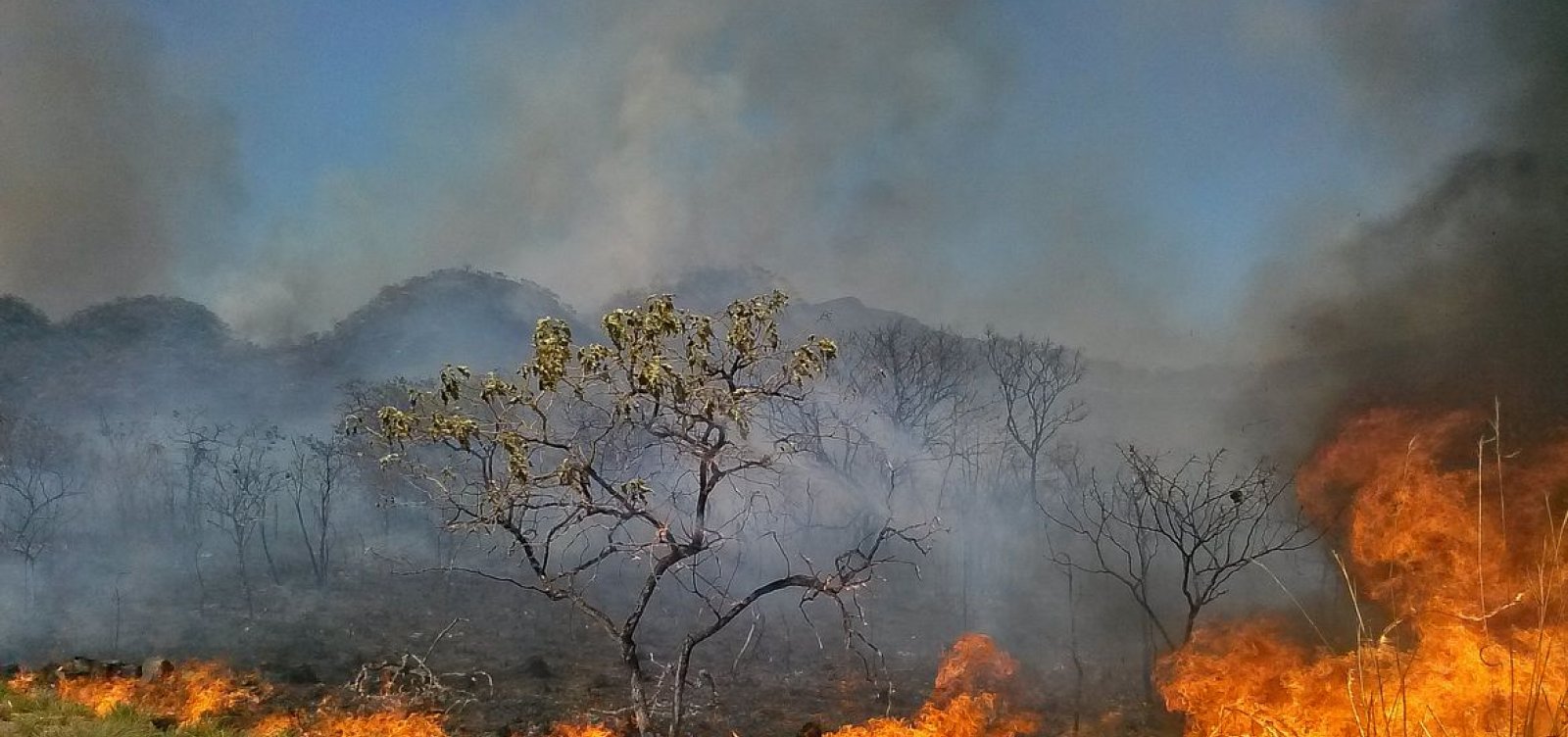 Queimadas no Amazonas em 2020 atingem recorde histórico 