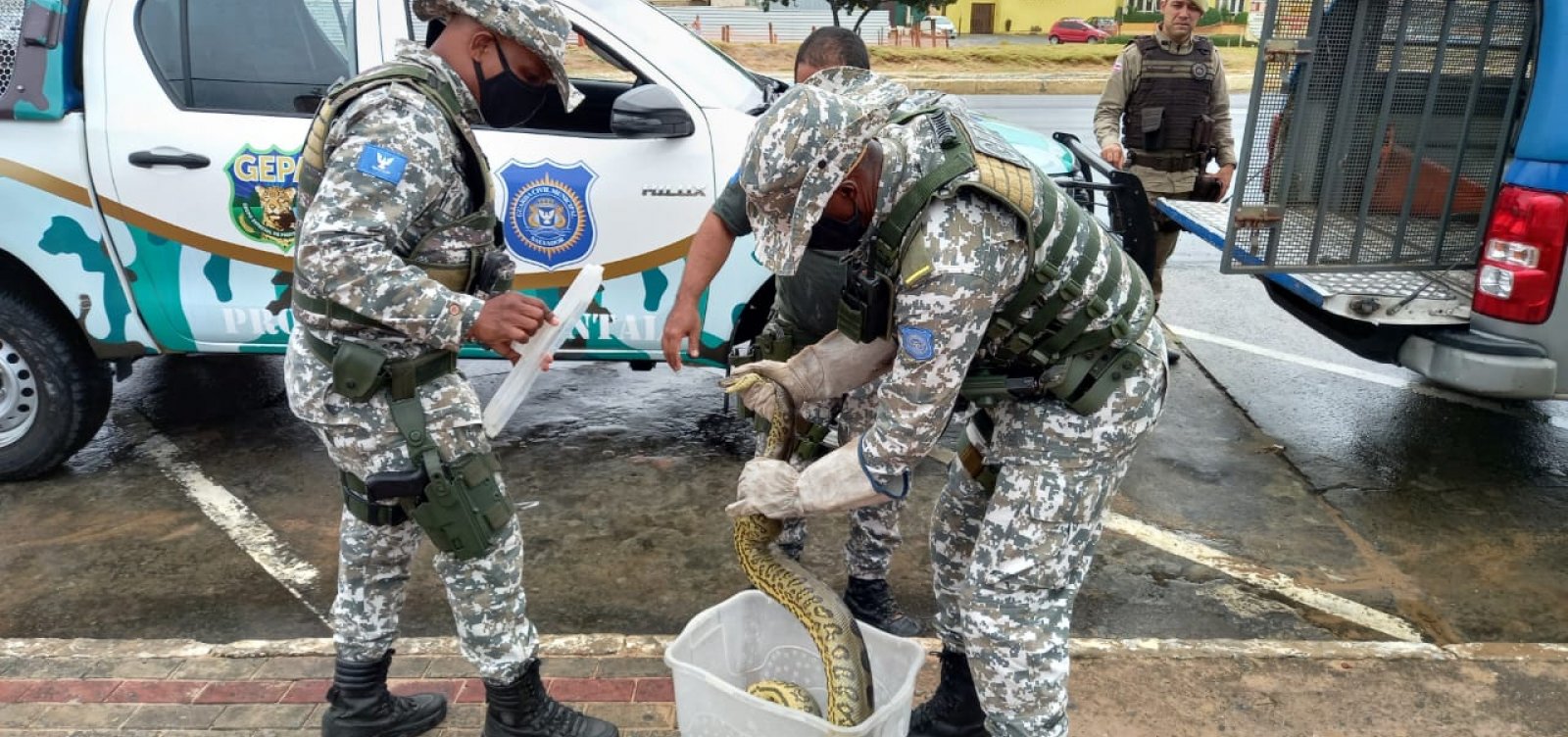 Guarda Civil resgata mais dois animais silvestres na praia de Jaguaribe
