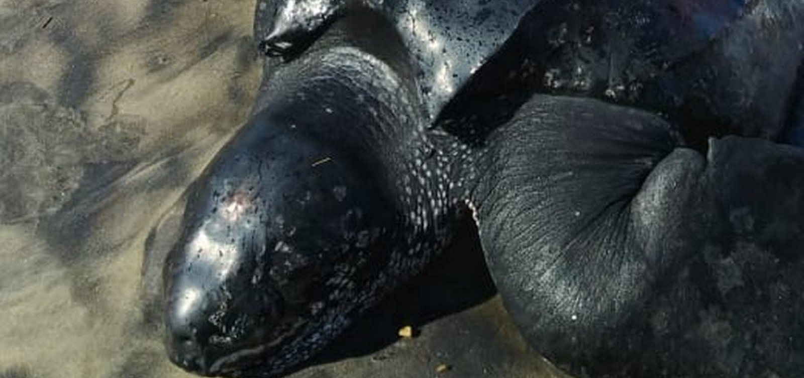 Ameaçada de extinção, tartaruga gigante que encalhou em praias da Bahia morre