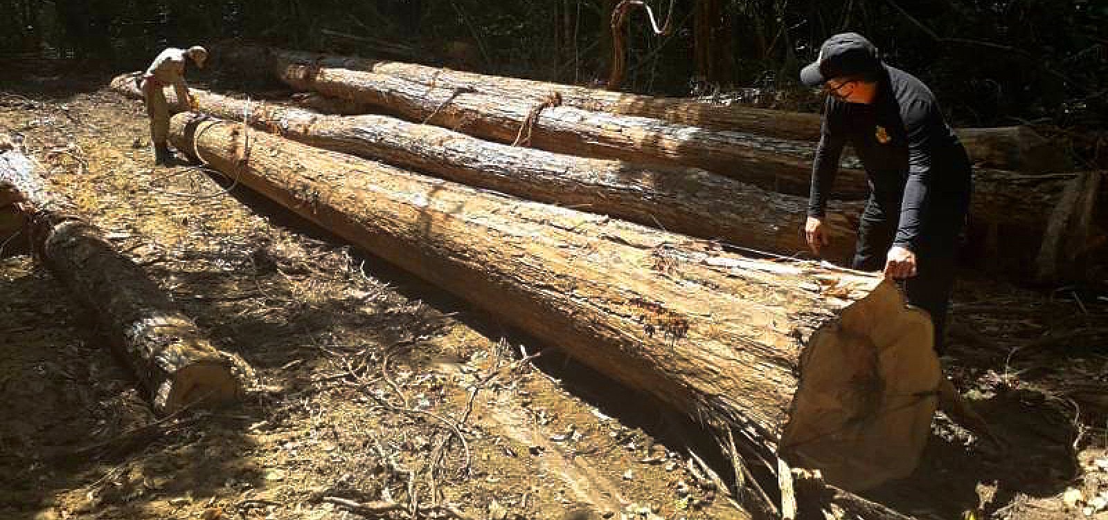 Documentos mostram que Ibama facilitou exportação de madeira extraída ilegalmente